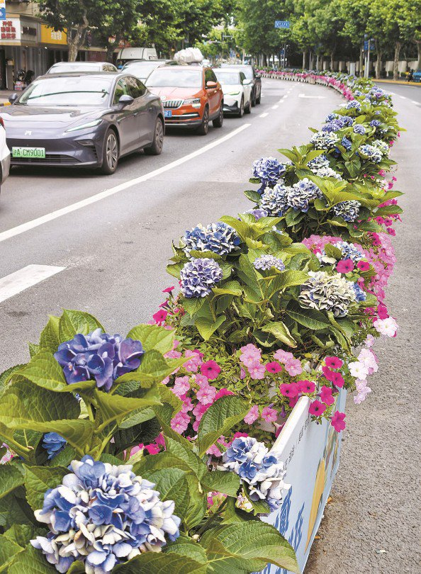             街头随处可见绣球花 本报记者  周馨  摄          