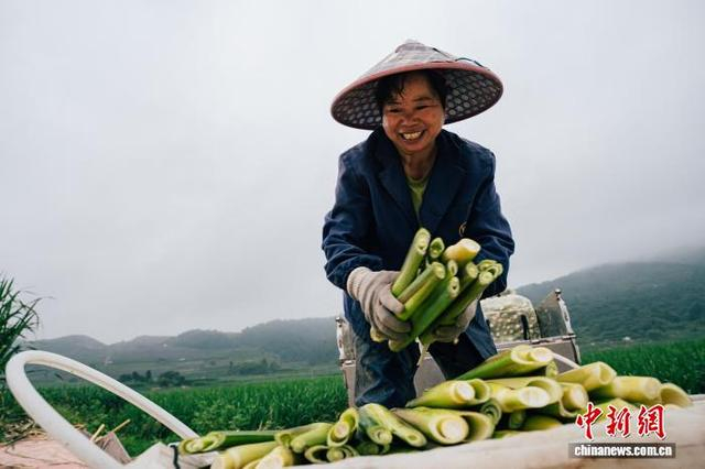 6月16日，浙江缙云前路乡，农户整理收割的茭白。中新社记者 黄彦君 摄 