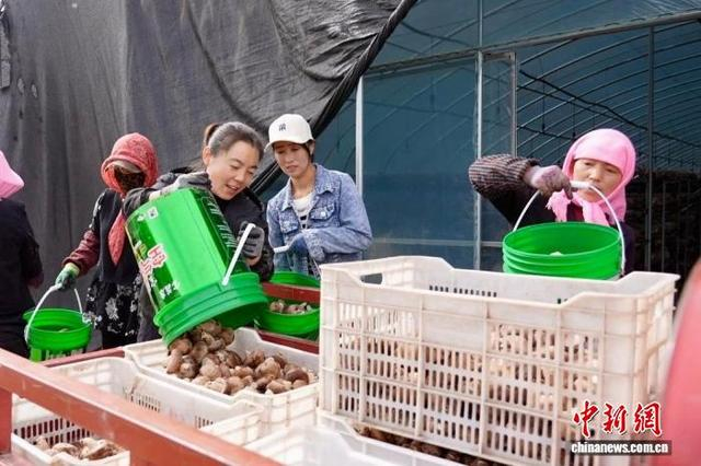 村民将新鲜香菇分拣装箱，新鲜菌菇即将发往各地市场。 泾源县融媒体中心供图