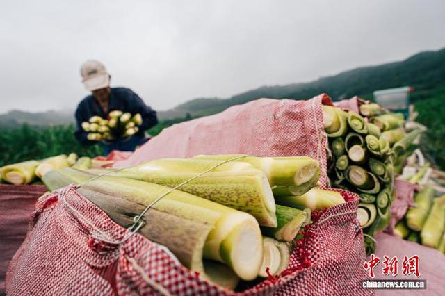 6月16日，浙江缙云前路乡，新鲜收割的茭白码放在田边。中新社记者 黄彦君 摄 