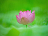 听郝熠然歌声接荷花盛放好运连连