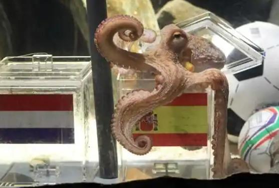 章鱼保罗 2010年世界杯预言