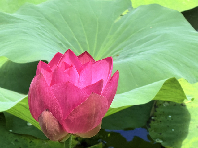 温红征 摄