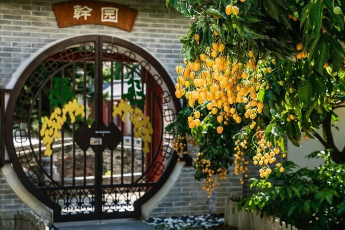 郁南无核黄皮是中国国家地理标志产品。图/云浮通