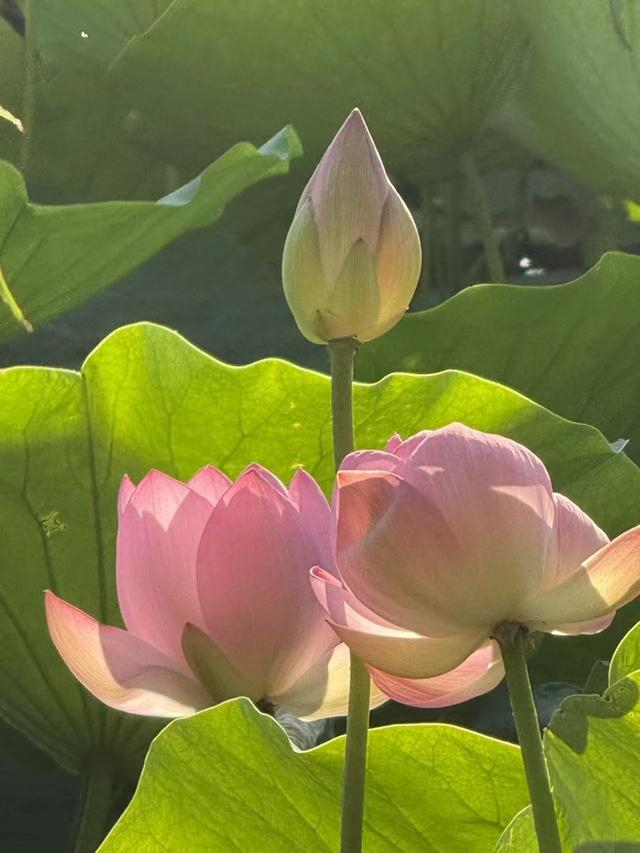 温红征 摄