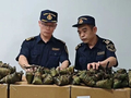 1.6吨走私粽子被查获