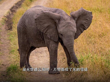 网友对白鹿从清纯到明艳的风格转变有哪些不同看法？