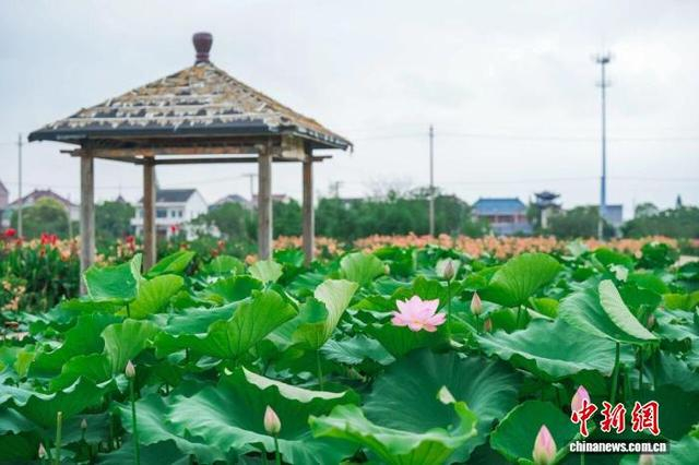 浙江秀洲莲泗荡，荷花绽放。沈晓奇 摄