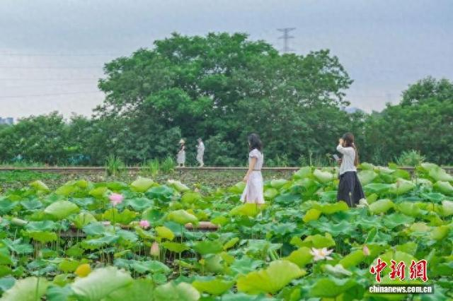 浙江秀洲莲泗荡，游客在荷塘中赏花。沈晓奇 摄