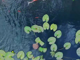 伴郝熠然歌声赏荷中锦鲤