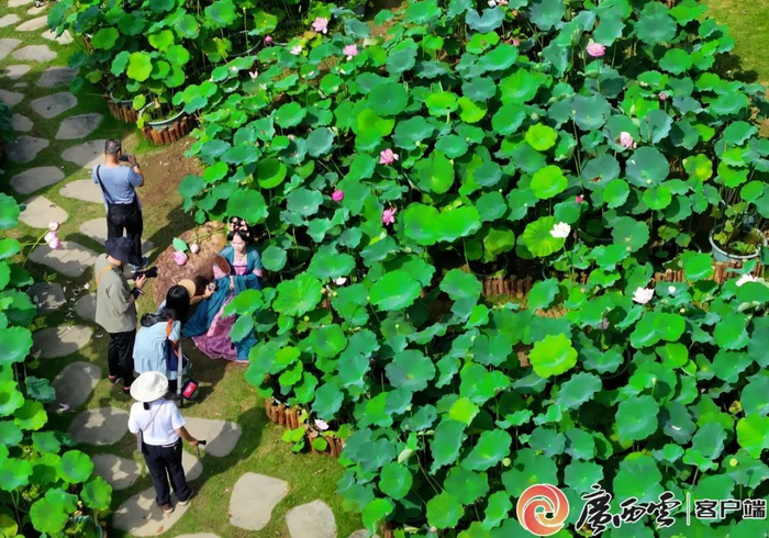 　　资料图：南宁青秀山风景区举办2024年水生花卉观赏季。广西云-广西日报记者 周军 摄