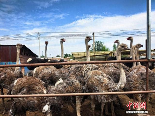 图为养殖基地的鸵鸟。国网临汾供电公司供图