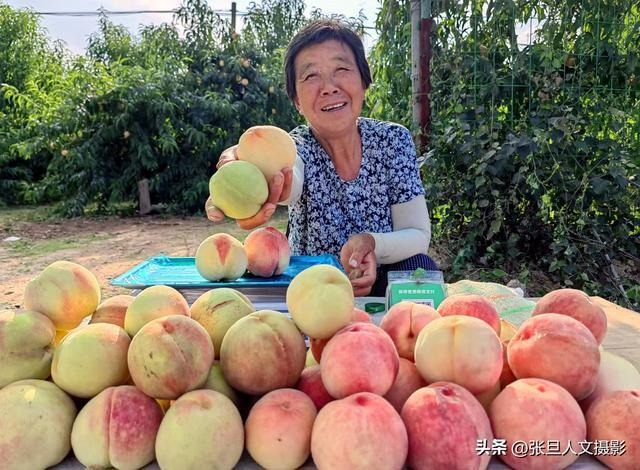 临汾贺家庄果园的鲜桃赛仙桃，个大好吃口感佳，听70岁杨大妈讲讲