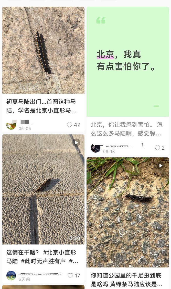 近期北京降雨较多、天气较为潮湿，马陆显得比较活跃，部分网友频繁“撞见”。网络截图