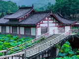 成毅歌声伴荷塘，江南水乡展诗画