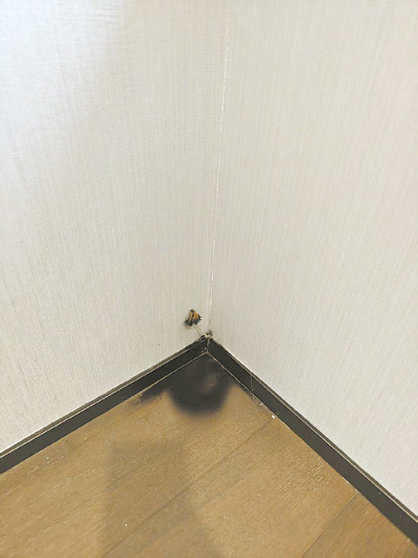            墙角长出蘑菇 本文图片由受访者提供          