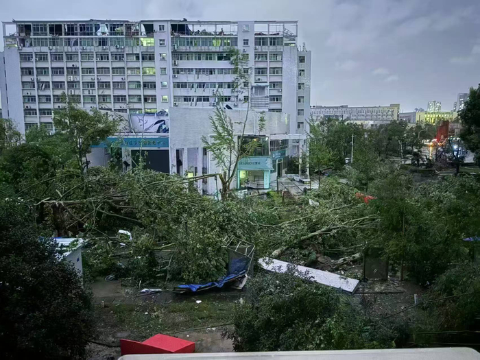 风雨过后，黄冈师范学院校园内树木大面积倒伏。受访者供图