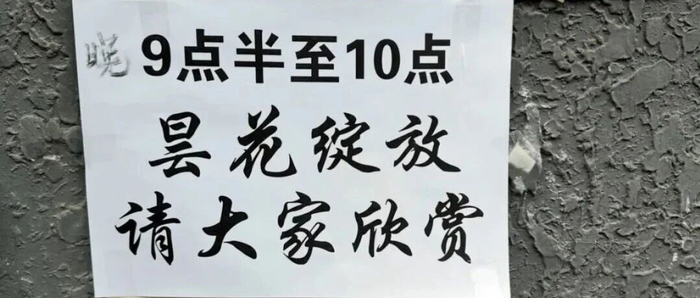 “晚9点半至10点，昙花绽放，请大家欣赏”