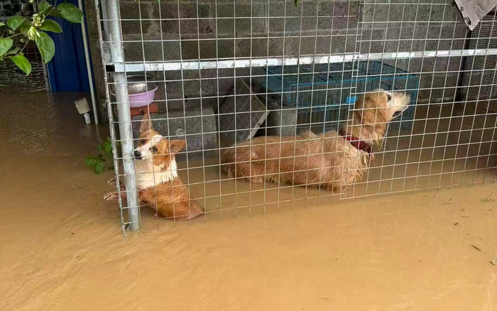 7月6日，南宁市宾阳县王灵镇天马村，莫兴健的救助基地里，水淹到狗身体的一半。 受访者供图 