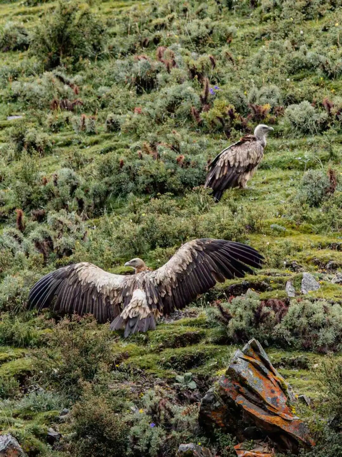 高山兀鹫。周梦爽 摄