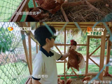 王俊凯养的鸡现在怎么样了？