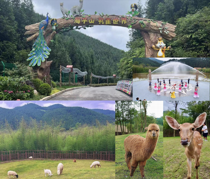 海子山孔雀世界实拍