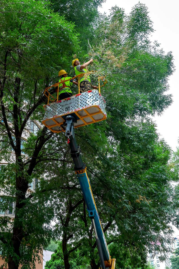 7月30日，朝阳区小关街道惠新苑小区，工作人员在剪除病害树枝。新京报记者 薛珺 摄