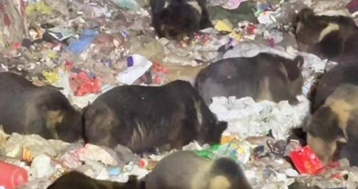 西藏边坝县垃圾场再现“熊出没”，当地回应：系野生藏马熊，为准备冬眠觅食，垃圾场远离居民居住区
