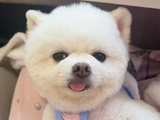 网友如何评价孟子义和巧克力的同步wink？
