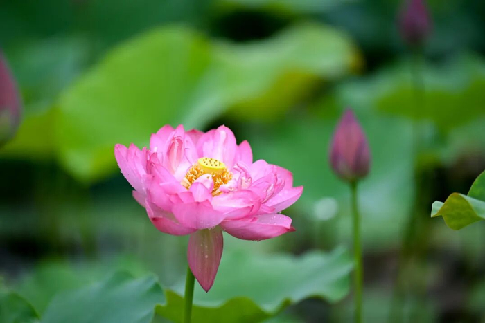 图源：重庆园博园