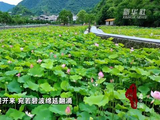粉白荷花亭亭玉立轻轻摇曳