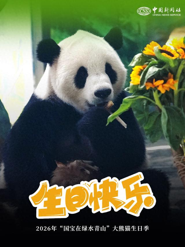 2026年大熊猫生日季欢庆活动盛况空前