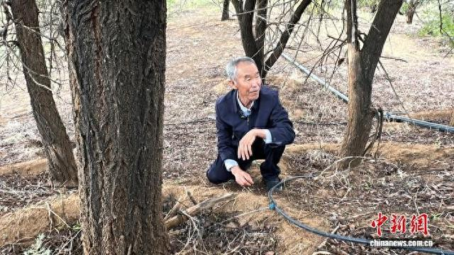 8月12日，在甘肃省武威市八步沙林场，74岁的场长郭万刚蹲在滴灌带前查看水流。王牧雨 摄