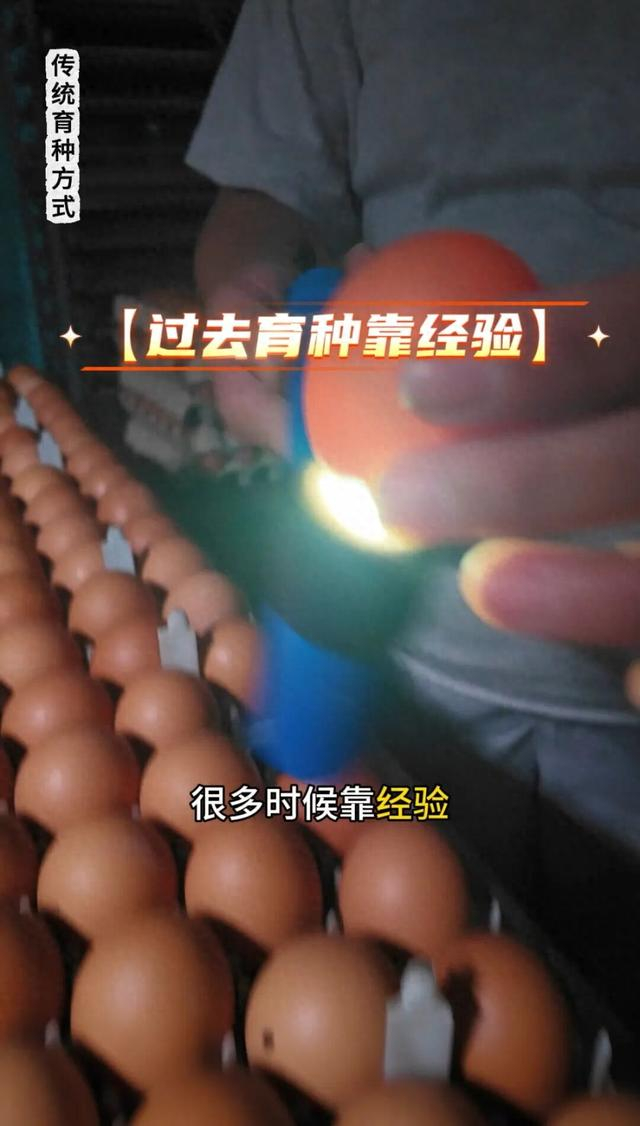 从实验室到餐桌，一枚鸡蛋背后的人工智能育种智慧