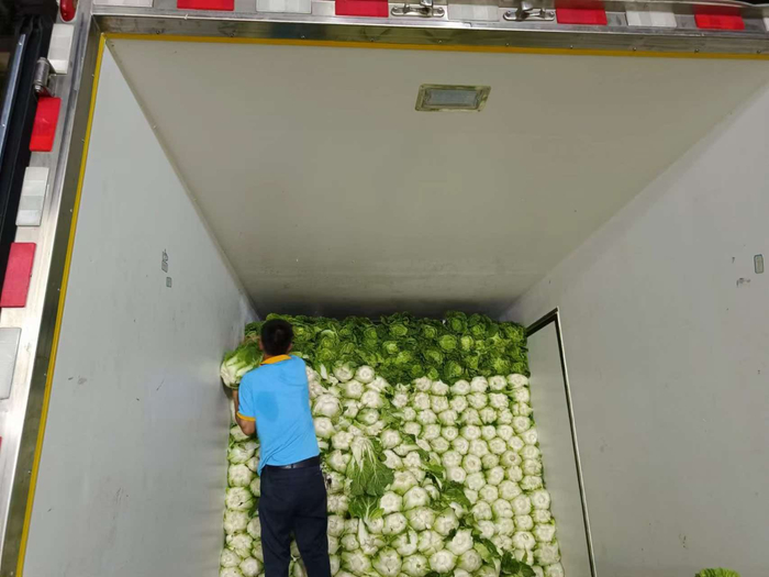 汪先生所在的合作社采用冷链车运输大白菜