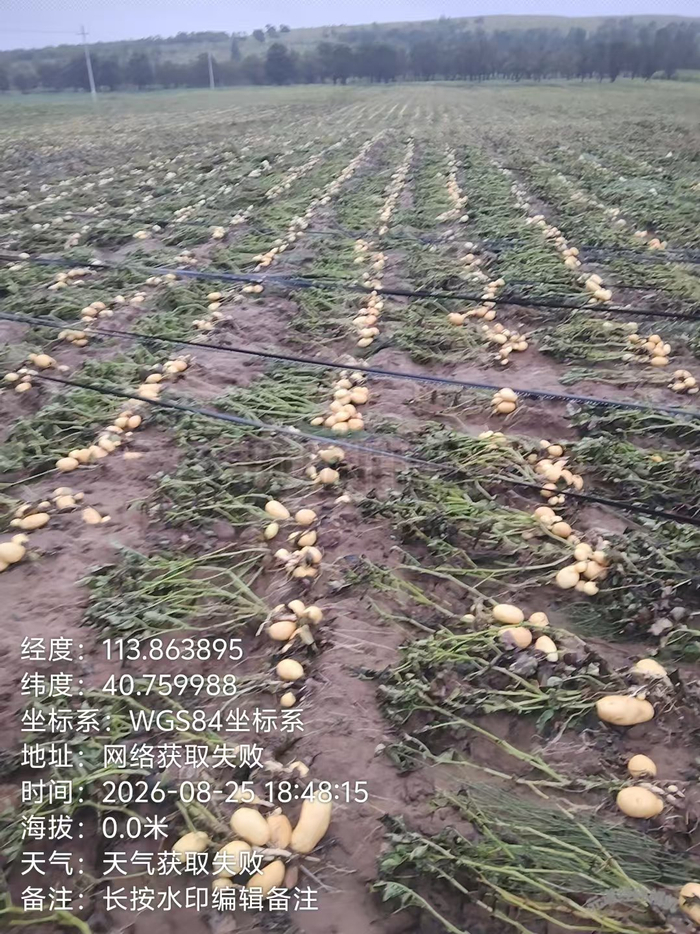 暴雨后的土豆地。受访者供图