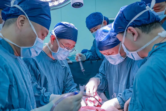 中国科学家在猪器官移植研究上取得重大突破