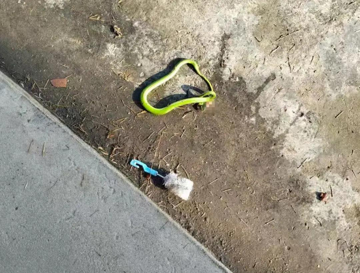 ▲被打死的竹叶青毒蛇