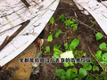 拍摄后遗留垃圾污染海滩，环保综艺不能止于“表演”丨时评