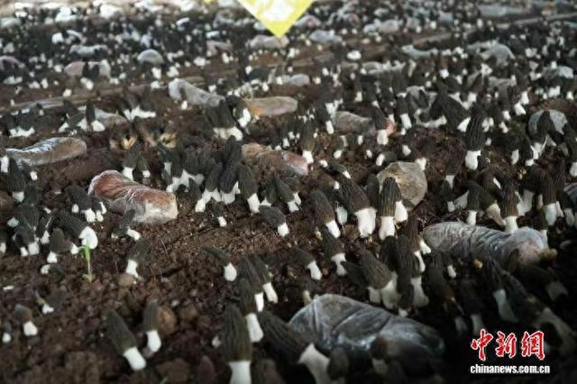 在山西长子县宋村镇东堡村，连片的食用菌大棚错落排布、蓬勃生长。刘盼摄
