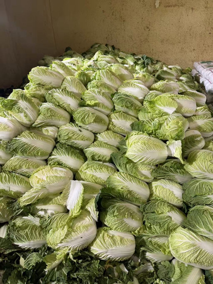 康保县一处蔬菜冷库，大白菜菜心温度降低至5摄氏度才能装车运输 澎湃新闻记者 闫海龙 摄影
