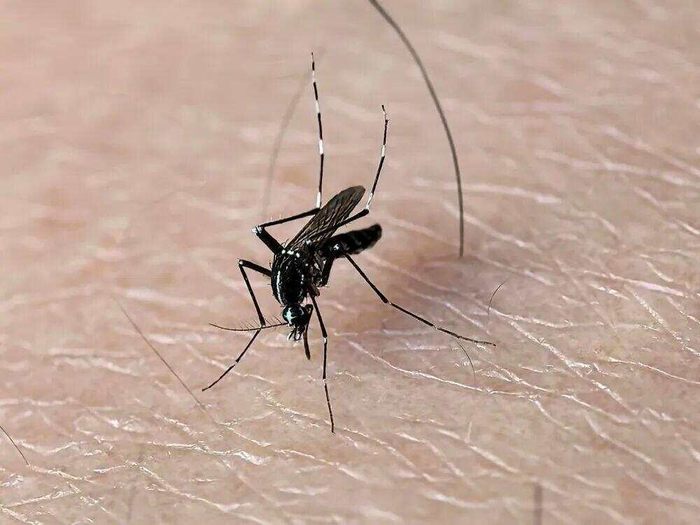 总被蚊子盯上，难道真是血型惹的祸？跟血型无关，“招蚊”另有原因