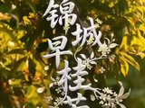 成都的秋天是五彩斑斓的