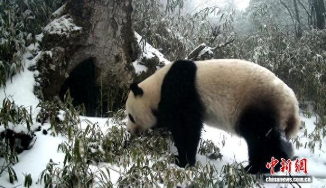 大熊猫耐寒性极强，即便寒冷雪夜也不影响它们出来活动饮水。大熊猫国家公园成都管理分局供图