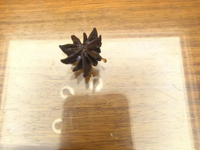 图为黄女士当天发现的莽草