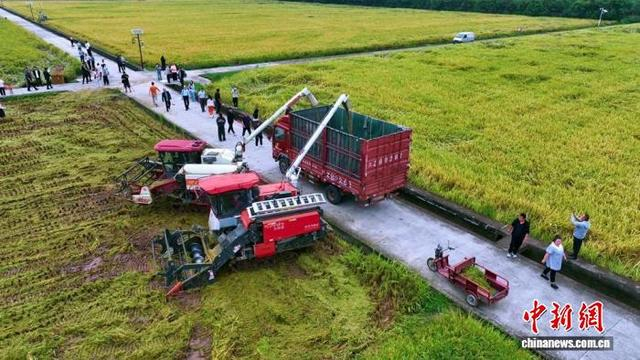 永丰村千亩高标准农田收割现场。江良文 摄