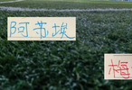 上海双雄在西乙锻炼过的外援