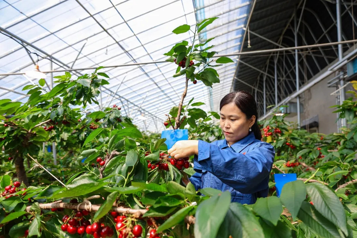 山东樱桃。图/视觉中国