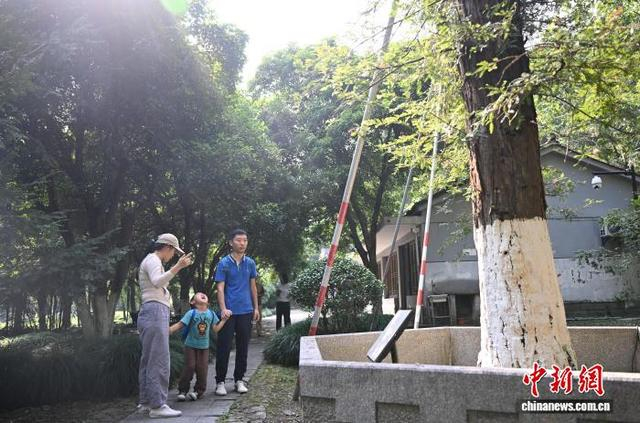 9月25日，市民带孩子前往杭州植物园参观尼克松赠送的北美红杉，并为其讲述背后的中美外交历史。中新社记者 王刚 摄