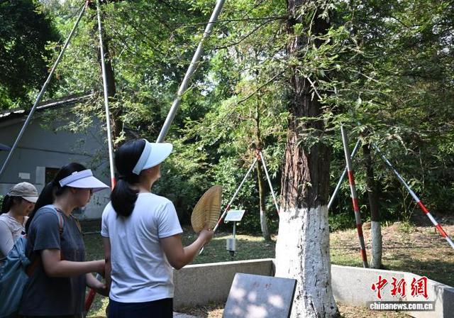 9月25日，市民在杭州植物园观看尼克松赠送的北美红杉。中新社记者 王刚 摄